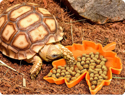 Ebru Sanatına <b>Bugün Başlayın</b>