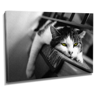 Dekorsevgisi - Sarı Gözlü Kedi Tablosu