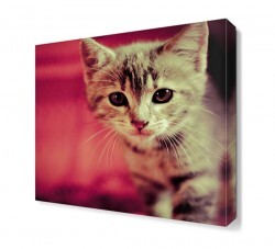 Sevimli Kedi Canvas Tablo - Thumbnail