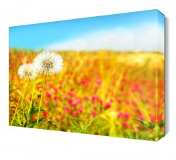 Karahindiba Canvas Tablo