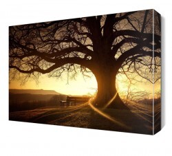 Büyük Ağaç Manzarası Canvas Tablo - Thumbnail