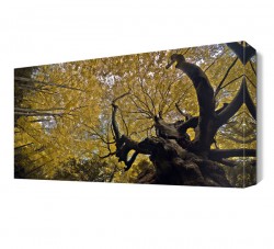 Ağaç Manzarası Canvas Tablo