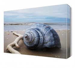 Kumsalda Salyangoz Canvas Tablo (1)