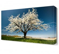 Beyaz Yapraklı Ağaç Canvas Tablo (1)