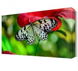 Gülün Üzerinde Kelebek Canvas Tablo (1)