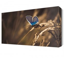 Mavi Kelebek Canvas Tablo (1)