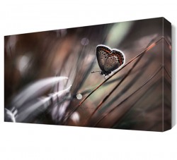 Benekli Kelebek Canvas Tablo