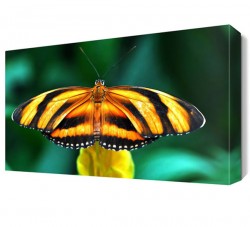 Sarı ve Siyah Kelebek Canvas Tablo