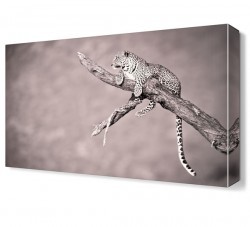 Ağaçtaki Aslan Canvas Tablo (1)