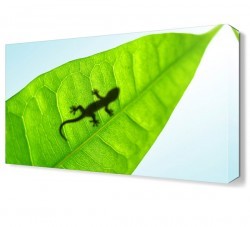 Kertenkele Canvas Tablo (1)