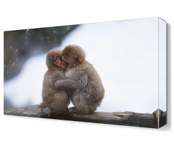Sevimli Maymunlar Canvas Tablo