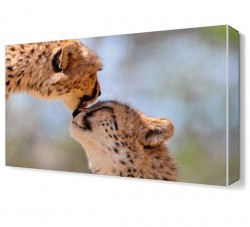 Sevimli Çıtalar (1)