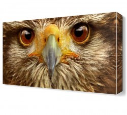 Şahin Gözleri Canvas Tablo (1)