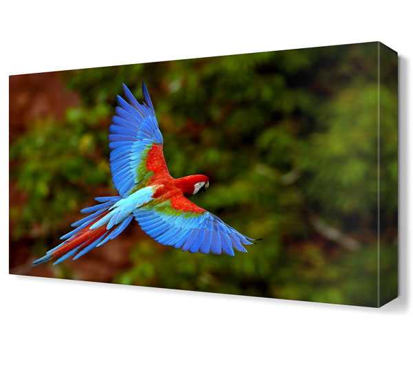 rengarenk papağan kestirme yayın Akşam yemegi - mf-cp.org