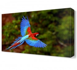 Renkli Papağan Canvas Tablo