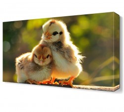 Civciv Canvas Tablo (1)