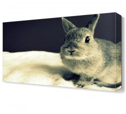 Tavşan Canvas Tablo (1)