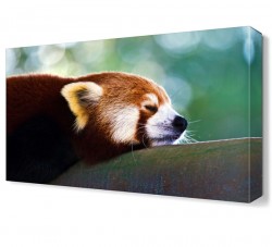 Sevimli Hayvan2 Canvas Tablo