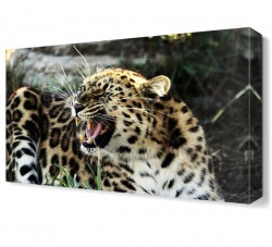 Leopar Canvas Tablo (1)