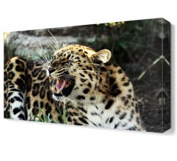 Leopar Canvas Tablo