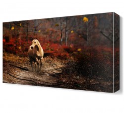 Ormanda Gezen At Canvas Tablo