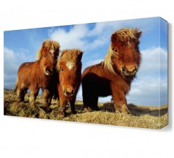 Sevimli Hayvan3 Canvas Tablo (1)