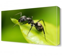Karınca Canvas Tablo (1)