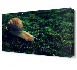 Salyangoz Canvas Tablo