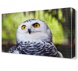 Beyaz Baykuş Canvas Tablo (1)