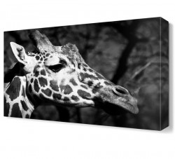 Zürafa Canvas Tablo