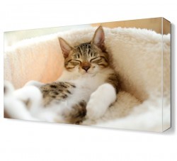 Uyuyan Kedi Canvas Tablo (1)