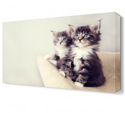 Mavi Gözlü Kediler Canvas Tablo (1)
