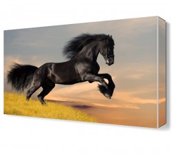 Siyah At Canvas Tablo