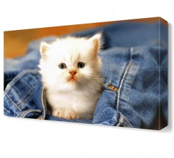 Beyaz Yavru Kedi Canvas Tablo - Thumbnail