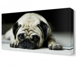 Yavru Köpek Canvas Tablo