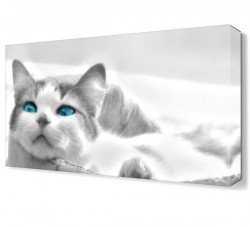 Beyaz Kedi Canvas Tablo (1)