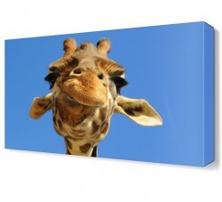 Zürafa Yüzü Canvas Tablo (1)