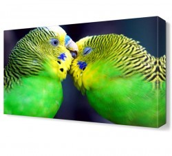 Muhabbet Kuşları Canvas Tablo (1)