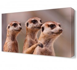 Sevimli Hayvanlar Canvas Tablo (1)