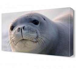 Beyaz Fok Canvas Tablo