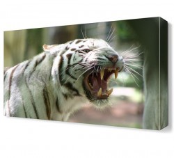 Yırtıcı Kaplan Canvas Tablo (1)