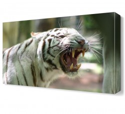 Yırtıcı Kaplan Canvas Tablo