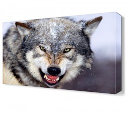 Kurt Köpeği Canvas Tablo