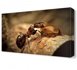 Karınca ve Su Canvas Tablo (1)