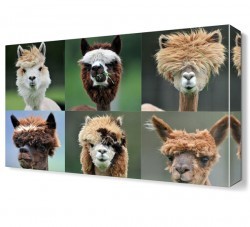 Alpaka Canvas Tablo (1)