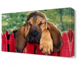 Tatlı Köpek Canvas Tablo (1)