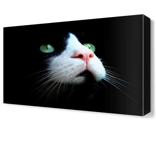 Yeşil Gözlü Kedi Canvas Tablo