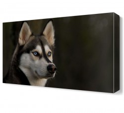 Sibirya Kurdu Canvas Tablo