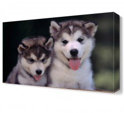 Yavru Köpekler Canvas Tablo (1)