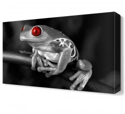Kırmızı Gözlü Kurbağa Canvas Tablo (1)